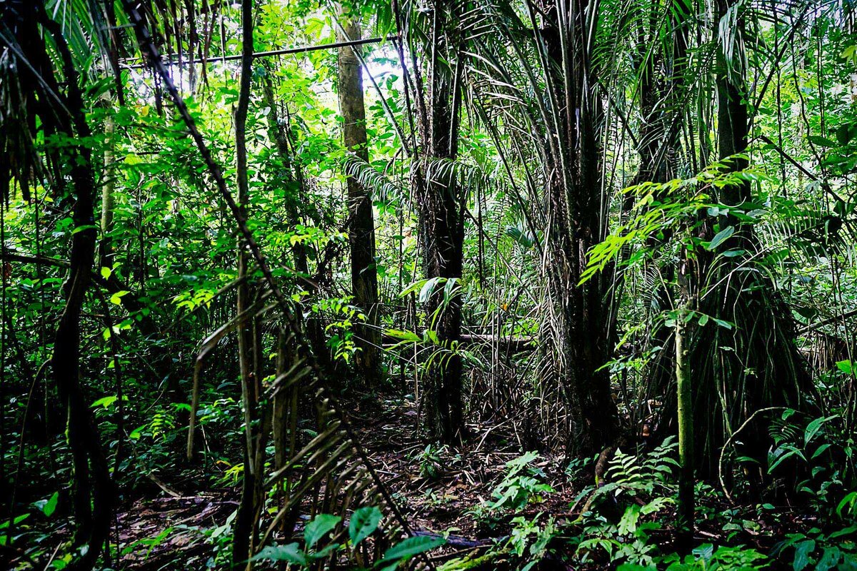 Тропические леса Бразилии